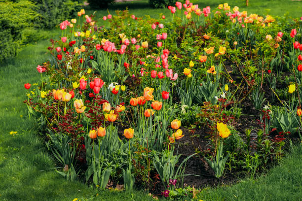istock Blooming orange varietal tulips close-up, floral background 2155871137