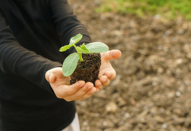 Little boy holding cucumber seed