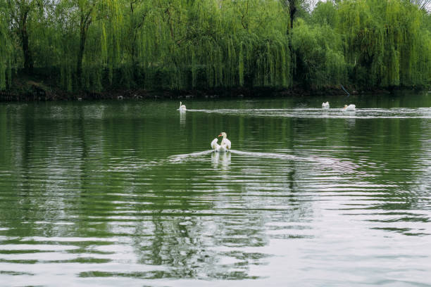 A white swan swims in a large lake