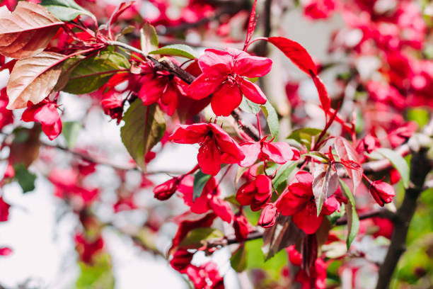 Blooming pink apple tree close-up, floral background
