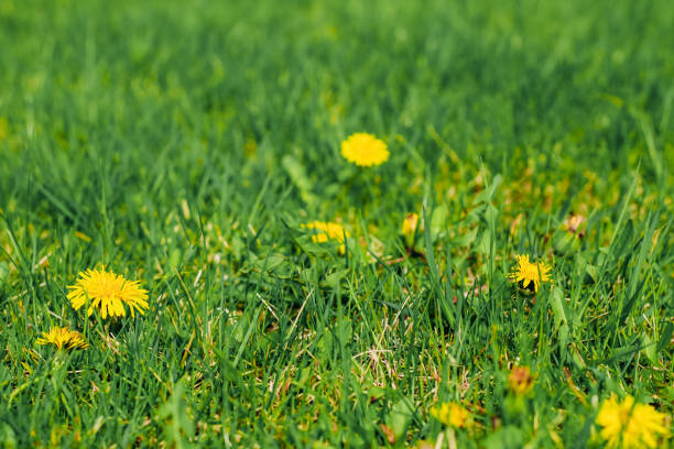 Dandelions close-up on a green lawn