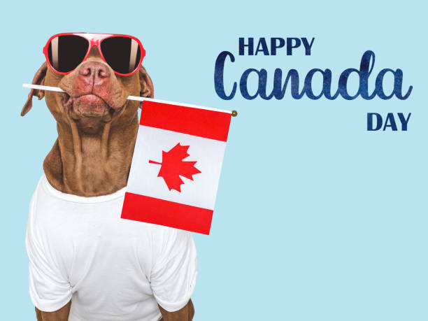 istock Happy Canada Day. Canadian Flag and cute dog 2155873247