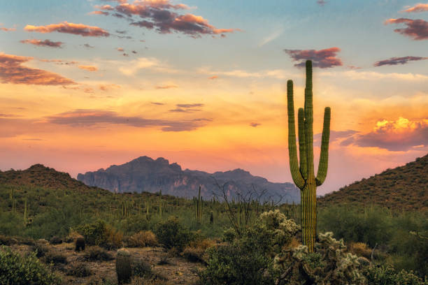 istock Saguaro and Superstition Mountain at Sunset 2155873506