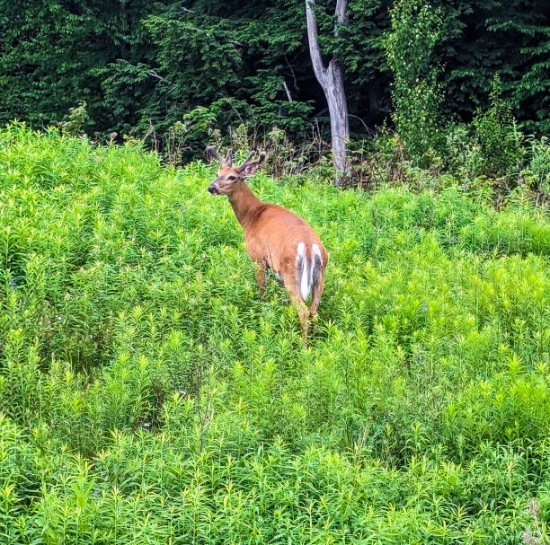 istock a deer walking through a lush green field with tall trees 2155873789