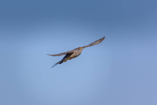 istock Common cuckoo flying in the blue sky, Cuculus canorus 2155873833
