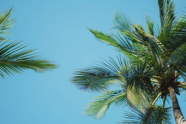 istock Low angle of palm trees on a sunny day 2155873850