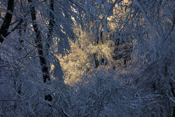 Winter sunset in the forest. Sun rays are coming trough the trees.