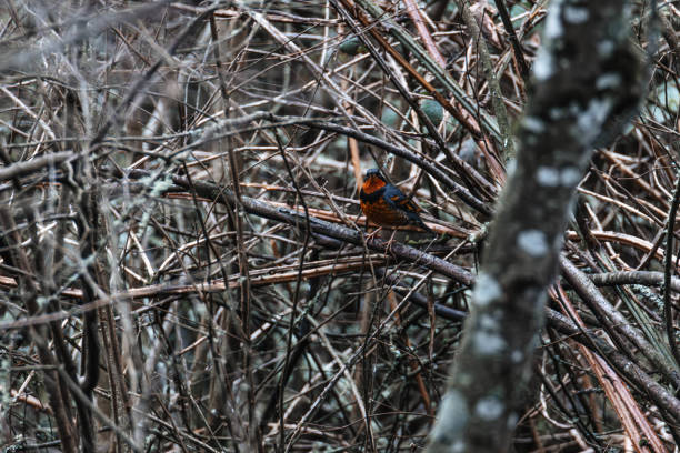 A tiny bird on a twig in a wooded area with brown branches.