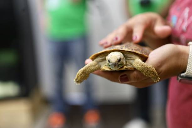 istock a woman holding a small turtle with her hand over it 2155874922