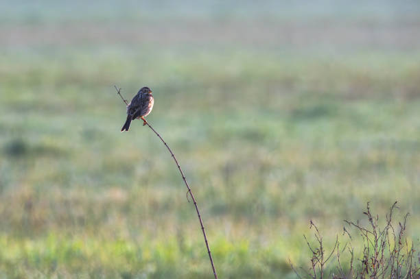A tiny beggar bird perches on a branch amidst a grassy field