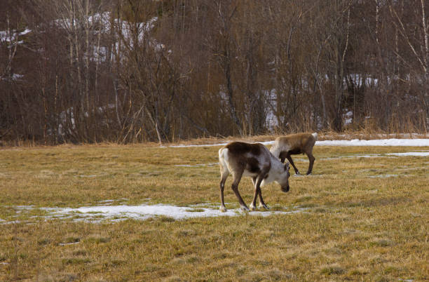 A reindeer feeding on grass in a snowy field