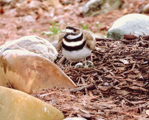 Small bird perched on ground near rocks and grass