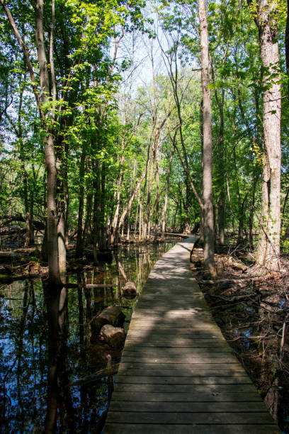 istock Scenic woodland path flanked by lush greenery and trees in Canada 2155875271