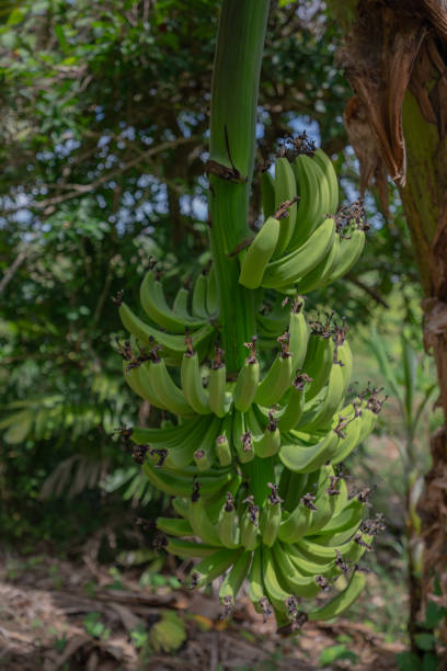 istock there is a large group of green bananas hanging from a tree 2155875337