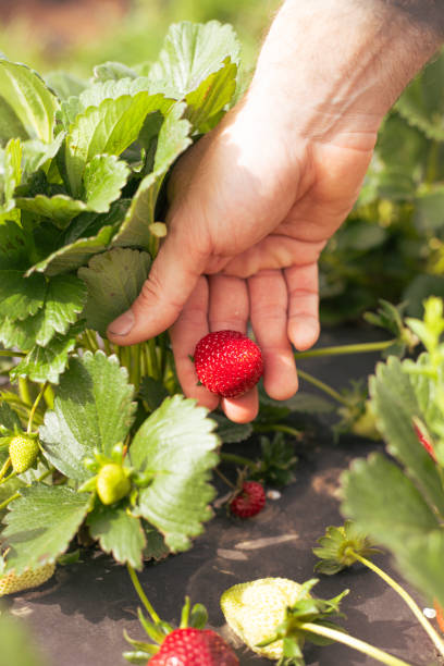 istock Person holding a fresh strawberry 2155875353