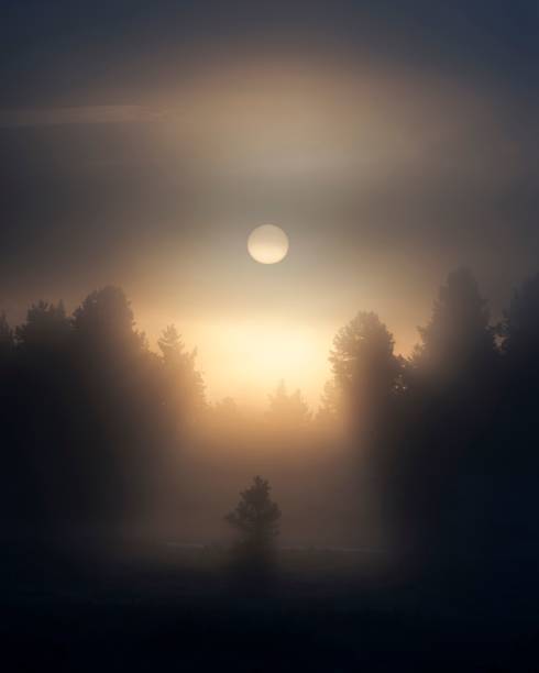 A scenic view of backlit tree in fog and sun