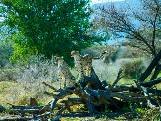 istock some cheetah standing on a pile of logs and other things 2155875627