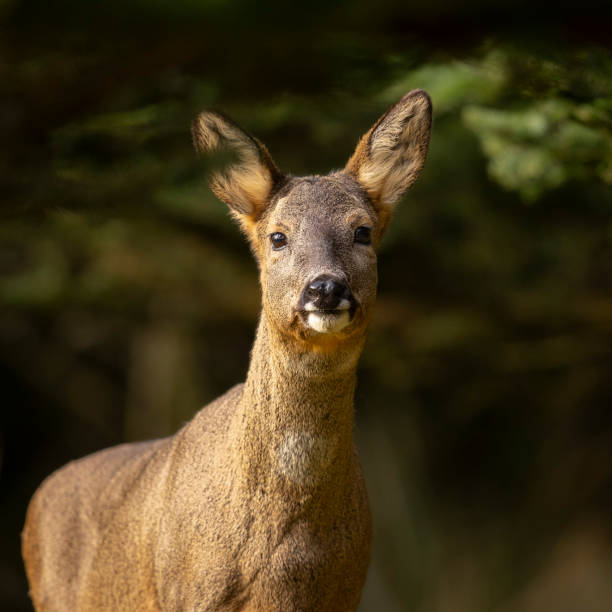 istock Close up of a Roe Deer in the woods 2155875926