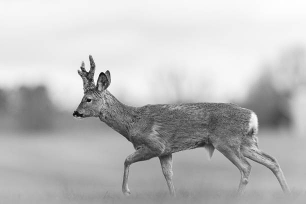 istock an animal that is standing in the grass looking back at camera 2155875947