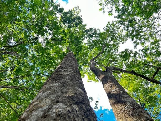 istock Beautifull tree with blue sky. Detail for view of the tree trunk 2155876103