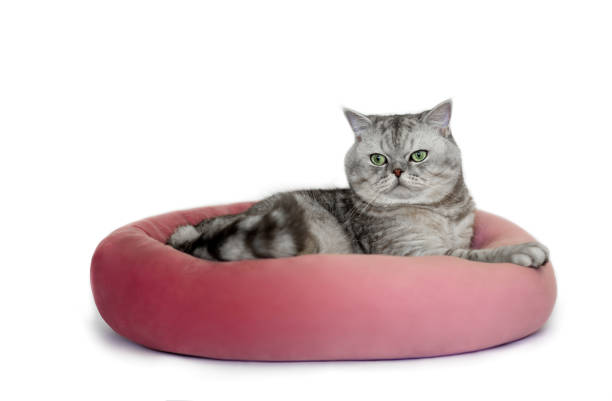 istock A cat in a pink recliner isolated on a white background. 2155876108