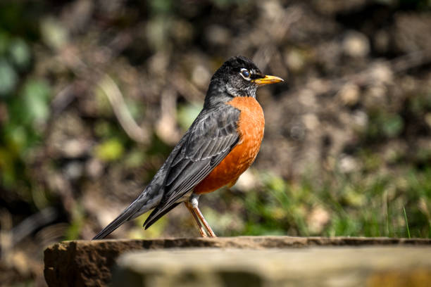 istock Robin looking for food on a flagstone staircase. 2155876139