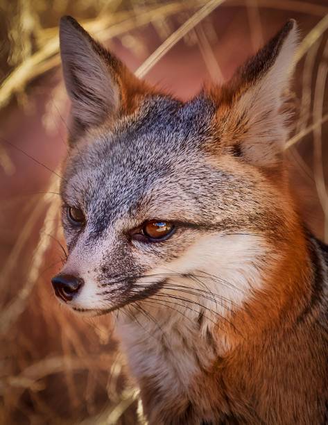 istock Fox staring over some dry grass in the sun 2155876170