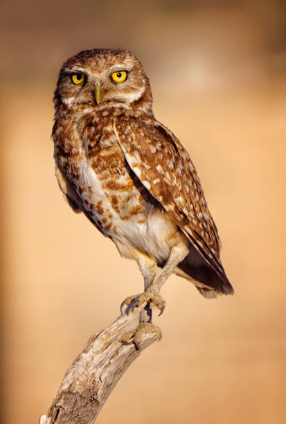 istock Owl perched on a branch in the desert 2155876171
