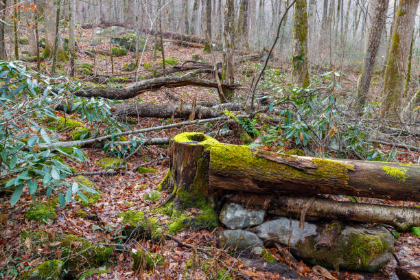 istock Moss-covered fallen trees and leaves in a woodland setting 2155876194
