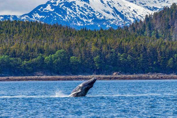 istock Whale breaching near mountains and lush green forests 2155876202