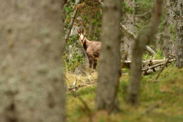 A Tatra chamois (Rupicapra rupicapra) on a grassland