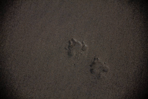 Two canine paw imprints on a sandy beach