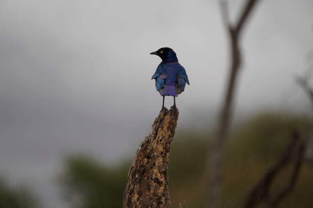 istock Selective focus shot of a splendid starling bird perched on a tree branch 2155876394