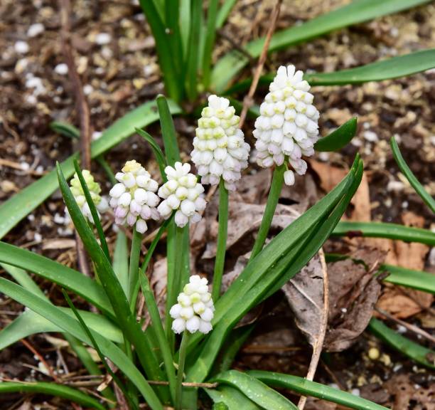 istock Small White Muscari, Grape Hyacinth budding from soil in a cluster 2155876448