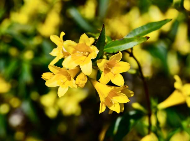 istock Close-up of vibrant Carolina Jasmine, Gelsemium sempervirens 2155876455