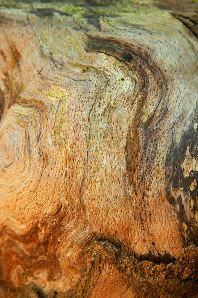 istock Close uup wooden structural surface texture background. Colorful wood texture, old wood texture for add text or work design. 2155876804
