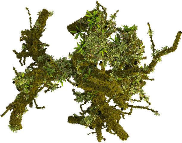 istock Top view of mossy trunk 2155877388