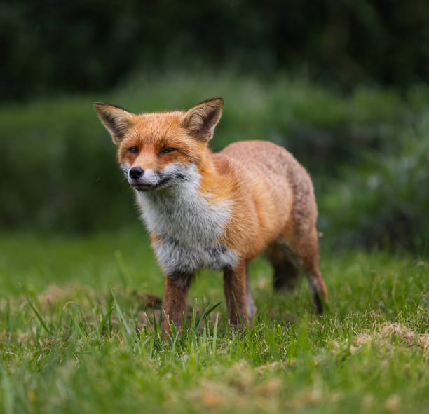 istock Red fox standing in a green grassy meadow 2155877438