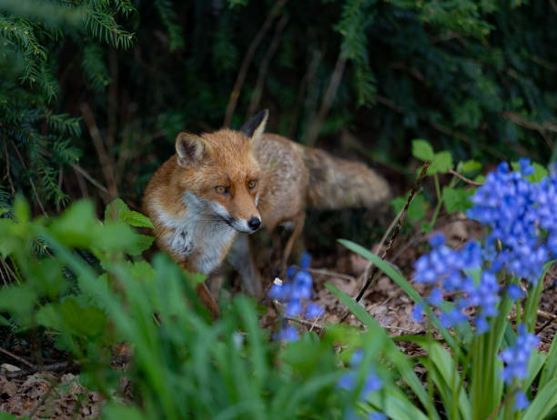 istock Red fox in the woods surrounded by green bushes and flowers 2155877458
