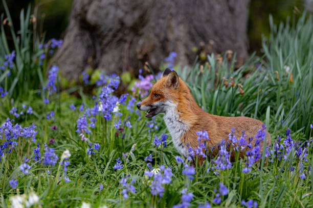 A red fox in my back yard in Oslo.
