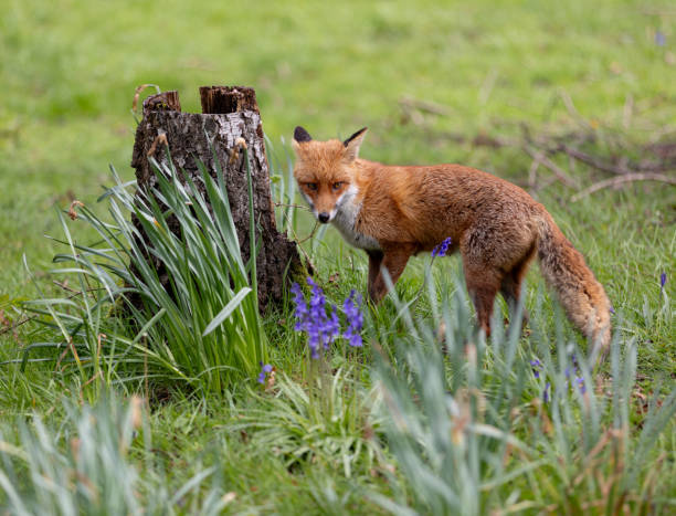 istock Red fox standing by a  in a green grassy meadow with flowers 2155877508