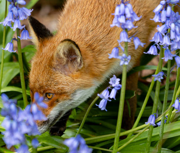 istock Red fox surrounded by bluebells in a meadow 2155877518