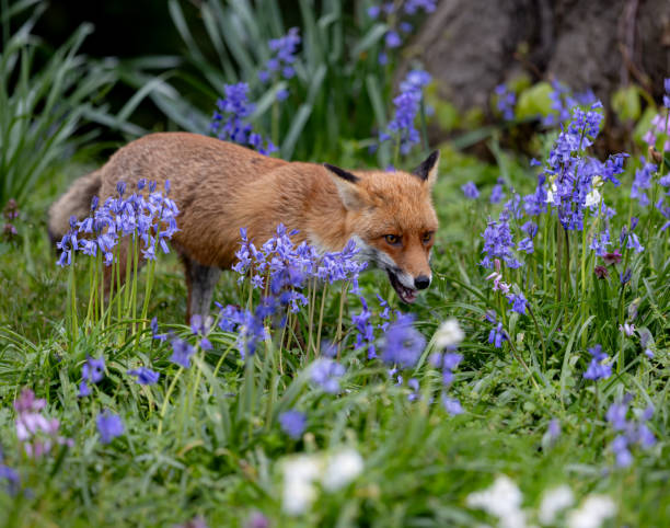 istock Red fox in a green grassy meadow with flowers 2155877527