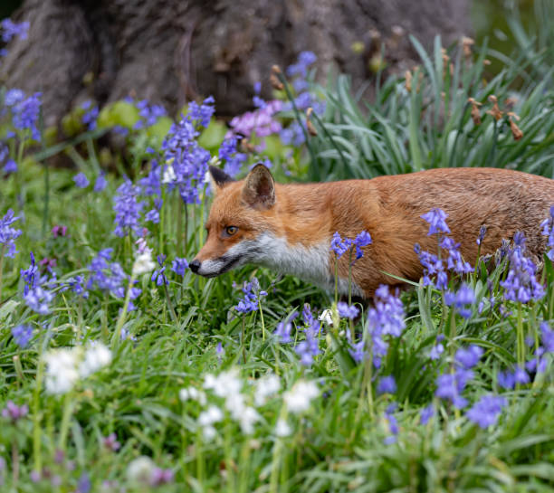 istock Red fox in a green grassy meadow with flowers 2155877560