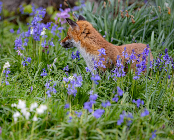 istock Red fox in a meadow surrounded by bluebells 2155877613