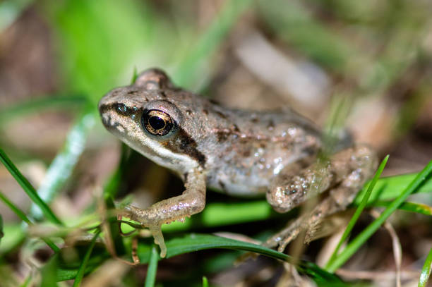 istock Close-up of a frog on green grass 2155877733
