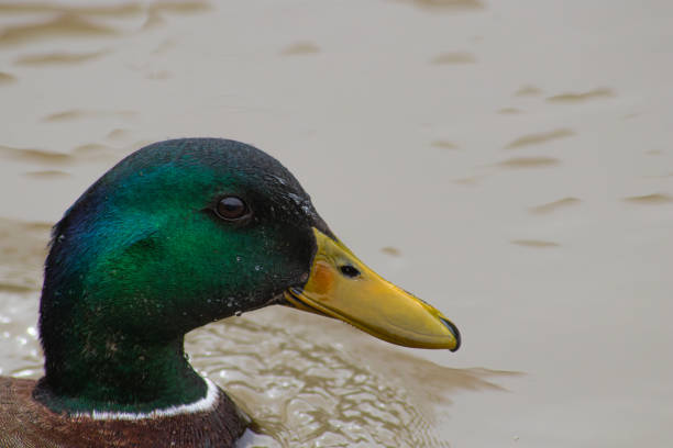 istock a duck is floating down a very shallow pond with water drops around it 2155877899