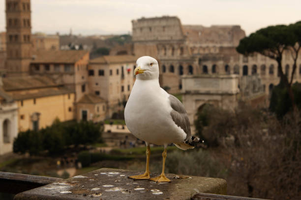 istock Seagull in front of Colosseum. 2155878004