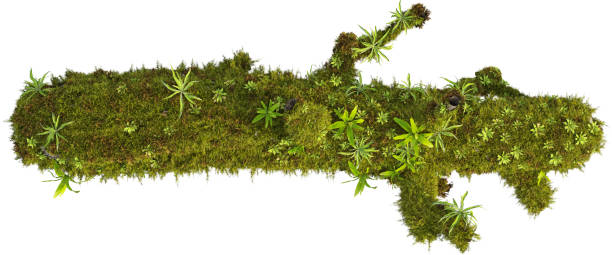 istock Top view of mossy trunk 2155878043