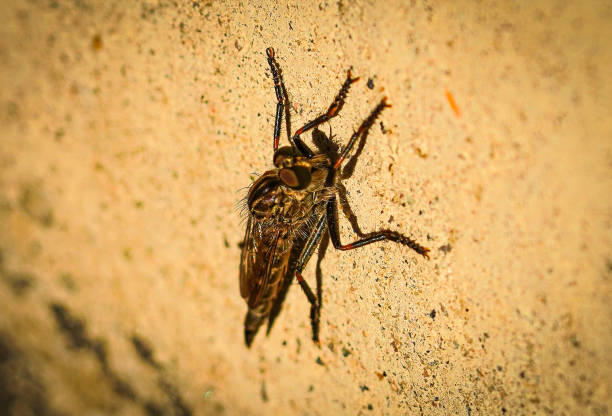 A closeup macro of a robber fly.